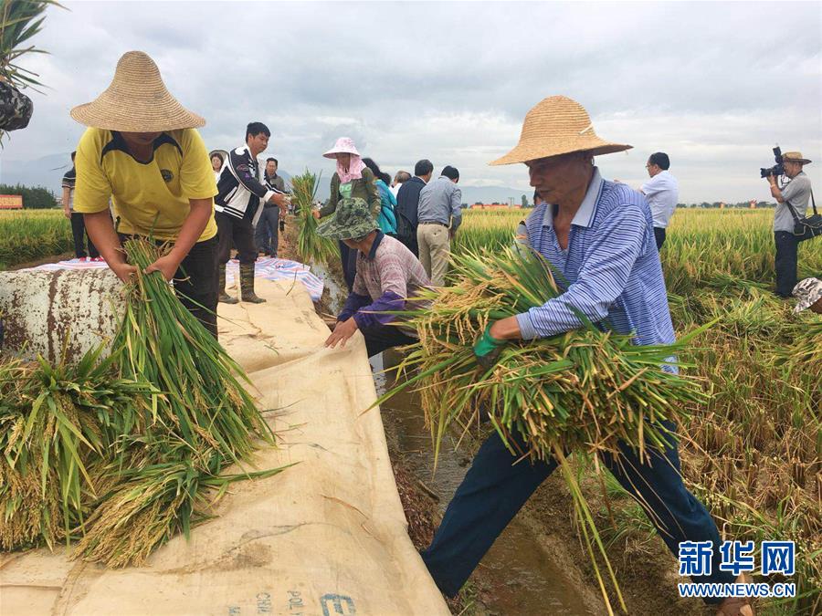 スーパーハイブリッド稲の生産量が再び記録を更新