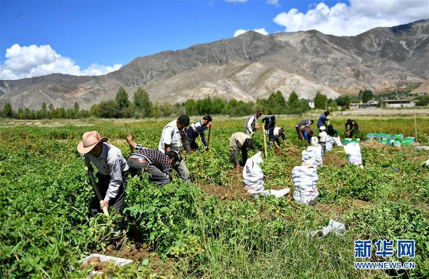 チベット自治区シガツェ市で貧困支援のジャガイモ豊作に