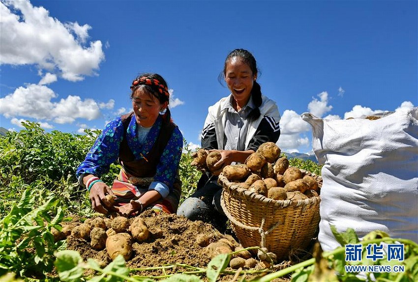 チベット自治区シガツェ市で貧困支援のジャガイモ豊作に