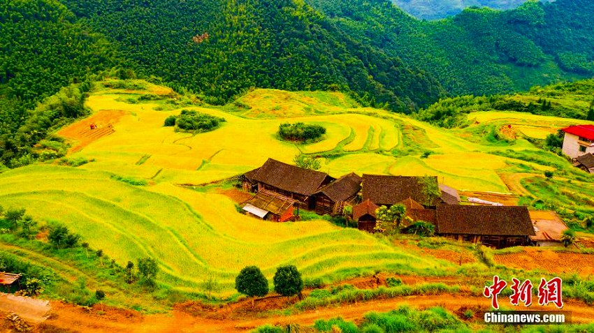 実りの秋！黄金色に輝く棚田の織り成す美しい風景　湖南省