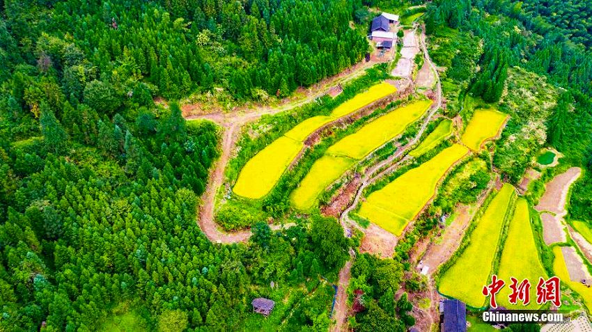 実りの秋！黄金色に輝く棚田の織り成す美しい風景　湖南省
