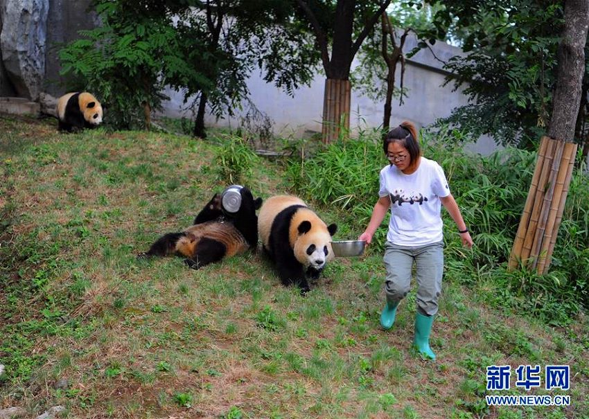 陝西研究センターのかわいらしいパンダ4頭　すくすくと成長