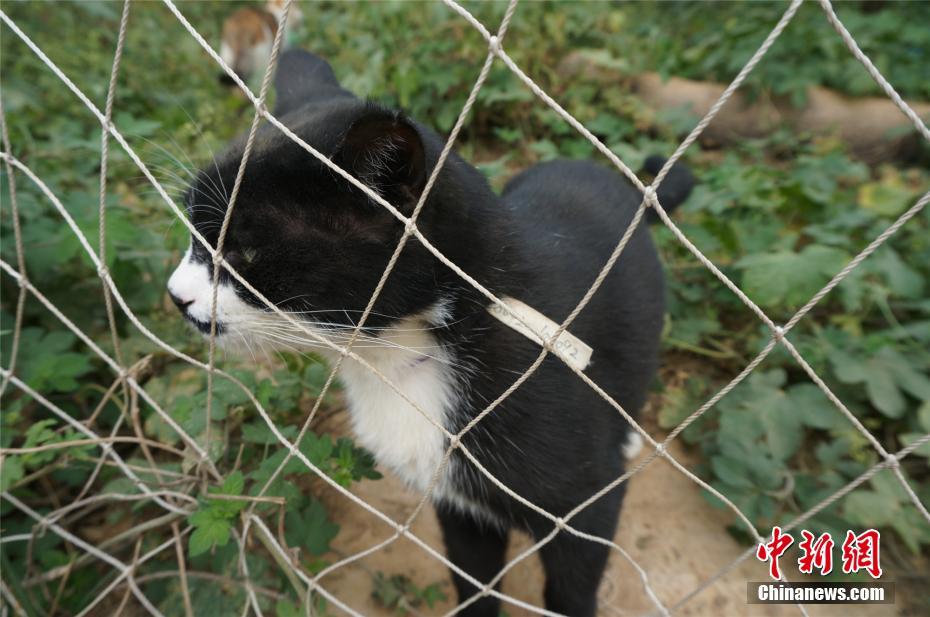 鄭州市の野良ネコ保護施設で129匹のネコを保護