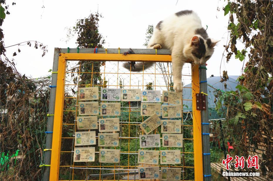 鄭州市の野良ネコ保護施設で129匹のネコを保護