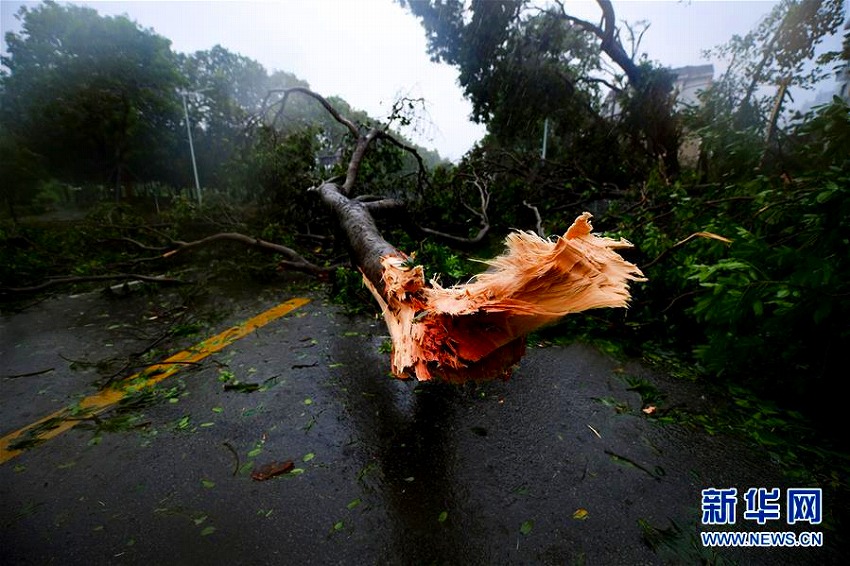 深セン市内で強風の影響で倒れた木。