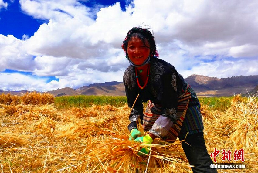 チベット自治区各地でハダカムギの収穫シーズンに