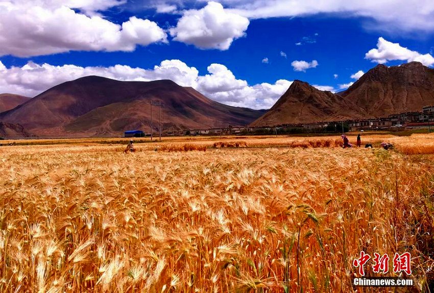 チベット自治区各地でハダカムギの収穫シーズンに