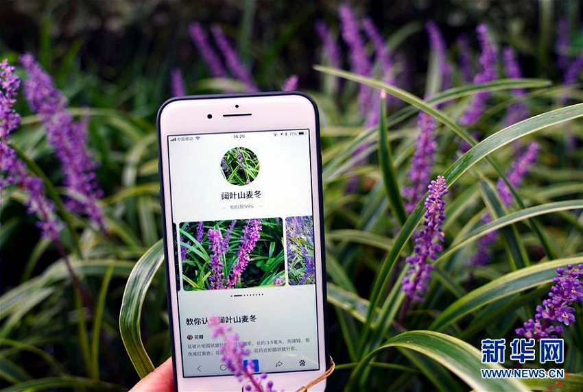 上海植物園でスマホを使って植物に関する情報を取得し、「AI植物園計画」を体験する観光客(撮影・劉穎)。