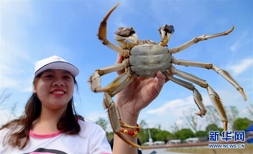 蘇州陽澄湖で観光祭開催　上海蟹の捕獲体験を楽しむ観光客