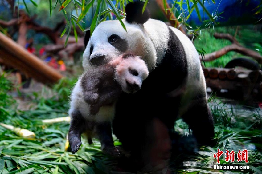 かわいいパンダの赤ちゃん初公開　広州長隆野生動物世界