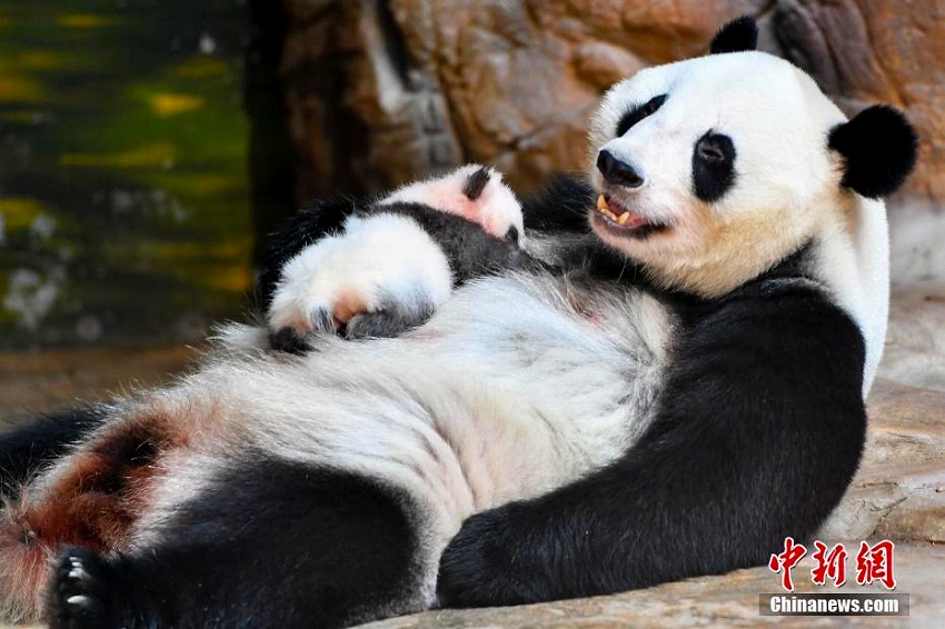 かわいいパンダの赤ちゃん初公開　広州長隆野生動物世界