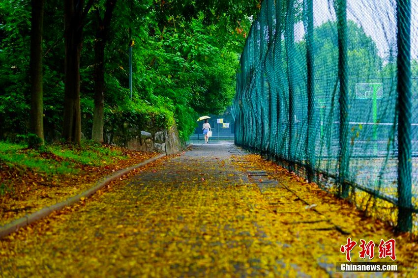 雨上がり、三峡大学キャンパスは菩提樹の花に覆われ「黄金の道」に