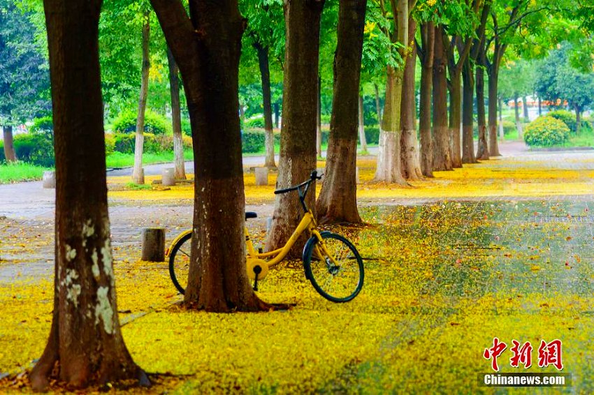 雨上がり、三峡大学キャンパスは菩提樹の花に覆われ「黄金の道」に