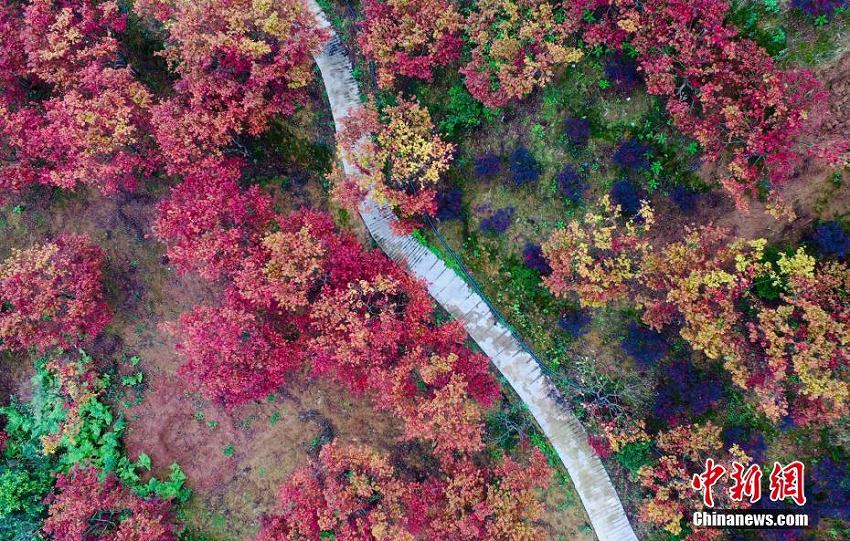 重慶市五州園を覆う一面の鮮やかな紅葉