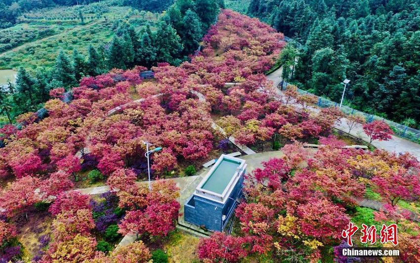 重慶市五州園を覆う一面の鮮やかな紅葉