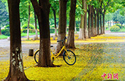 雨上がり、キャンパスは菩提樹の花に覆われ「黄金の道」に