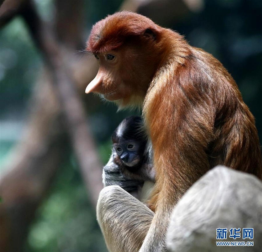 中国初のテングザルの赤ちゃんがお披露目　広東省　