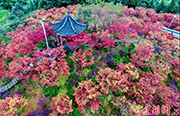 重慶市五州園を覆う一面の鮮やかな紅葉