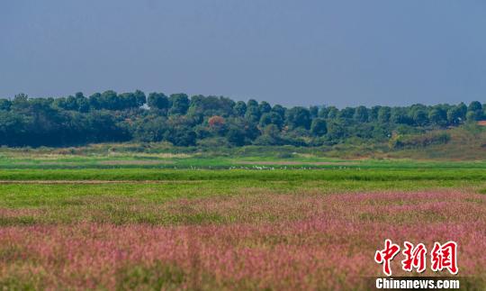 渇水期早まり、ピンクの蓼の花が一面に広がる中国最大の淡水湖