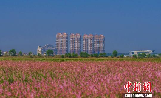 渇水期早まり、ピンクの蓼の花が一面に広がる中国最大の淡水湖