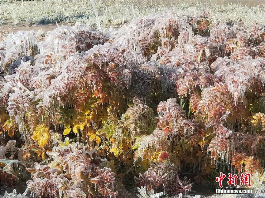 急激な冷え込みで草花に雨氷、キラキラ輝く幻想的な風景広がる　甘粛省