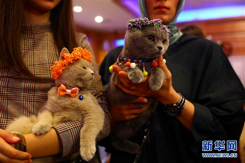 トルコで「美猫」コンテスト開催