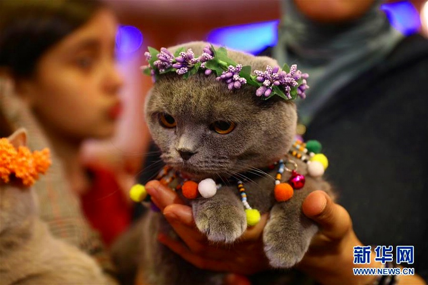 トルコで「美猫」コンテスト開催