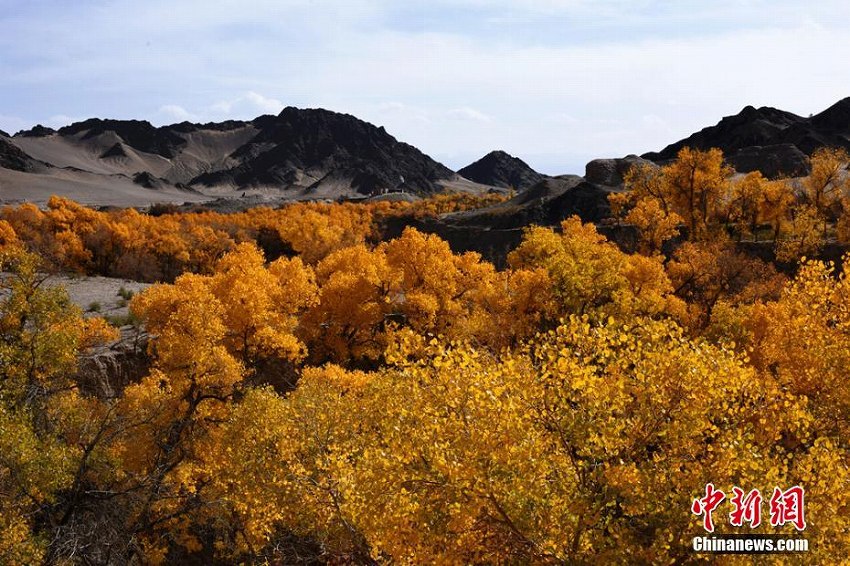 秋色に染まる甘粛省の砂漠に茂るコトカケヤナギ