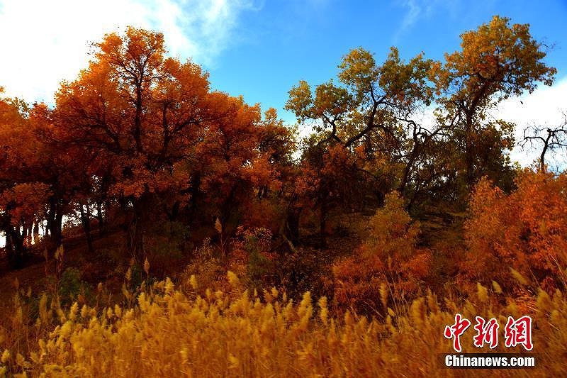 秋色に染まる甘粛省の砂漠に茂るコトカケヤナギ