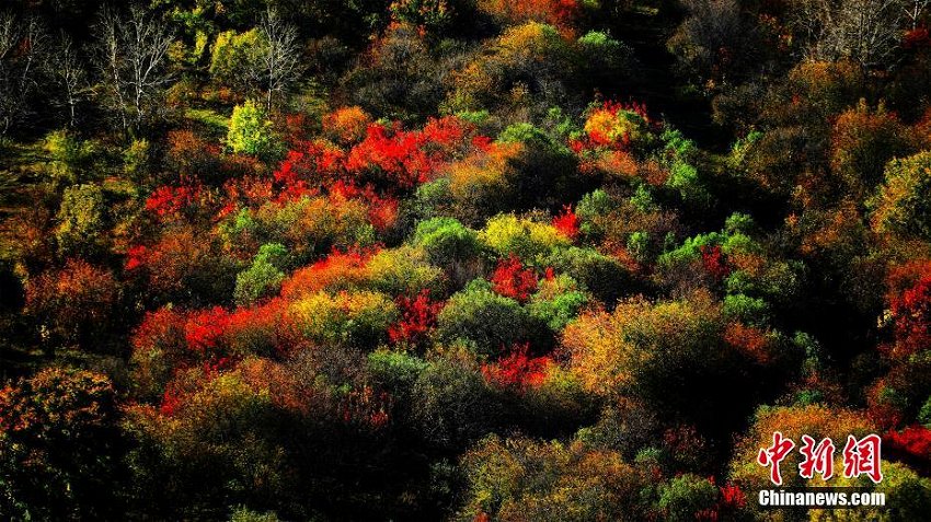 まるで絵画のようなフルンボイルの秋景色　内モンゴル