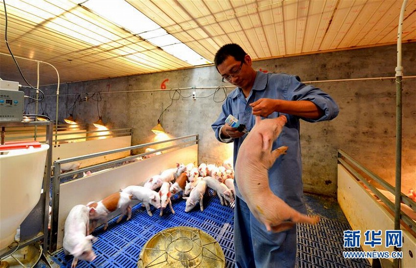 磁県の養豚場で、子豚にワクチンを摂取する管理スタッフ（撮影・王暁）。