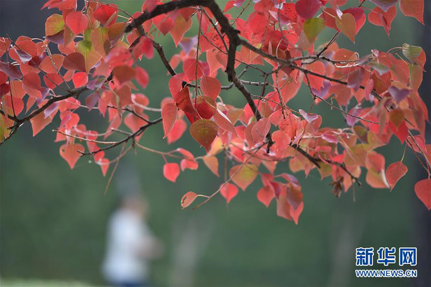 二十四節気の「霜降」迎え、さらに秋の深まり見せる中国各地