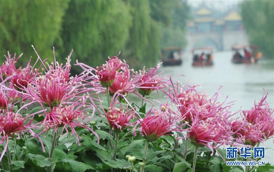 色鮮やかな菊の祭典　江蘇省で「揚州痩西湖菊花展」