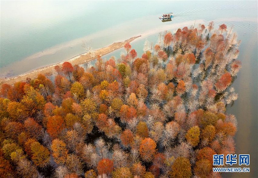 秋色に染まる青龍湾ダムのセコイア林　安徽省