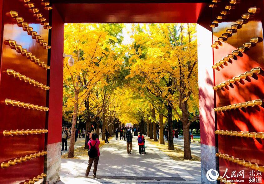 見頃迎えた地壇公園のイチョウ並木　北京の秋に彩添える赤壁に金色の葉