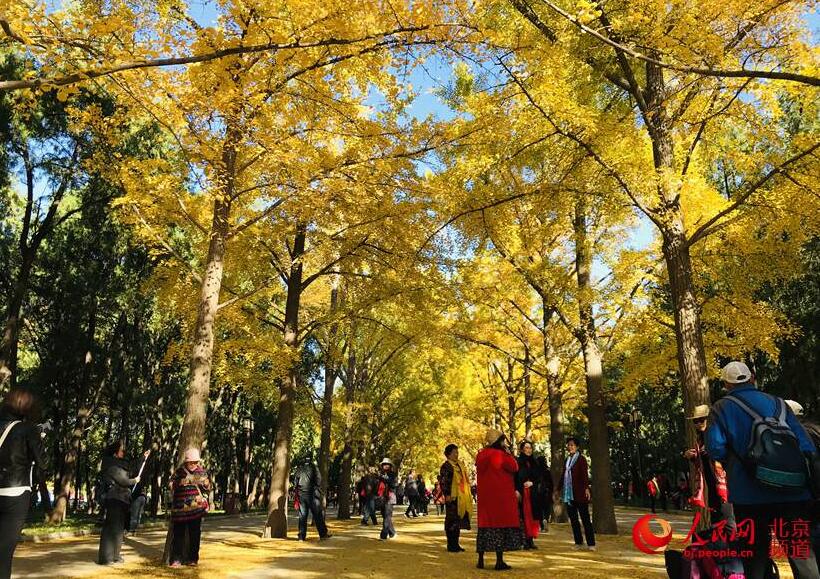 見頃迎えた地壇公園のイチョウ並木　北京の秋に彩添える赤壁に金色の葉