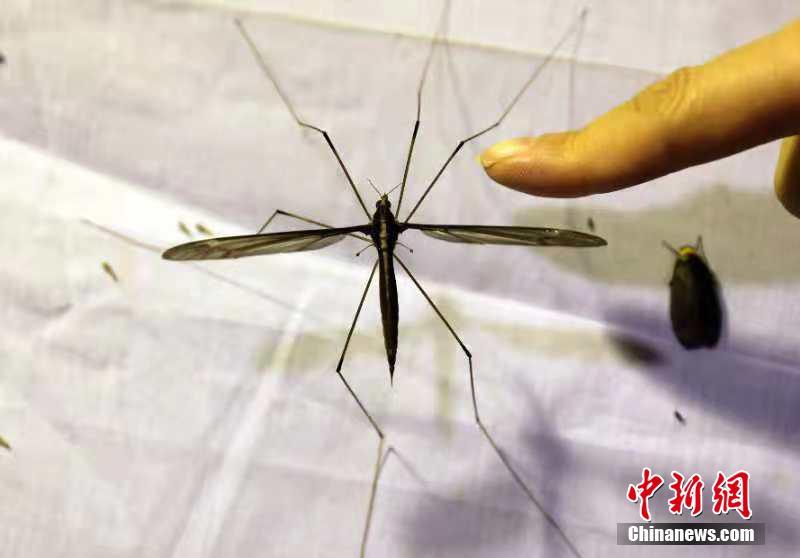 四川省青城山で体長25.8センチの巨大蚊を発見