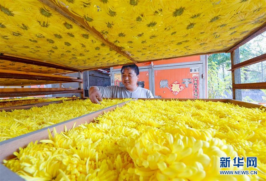 菊花の栽培と加工で農家の貧困脱却を目指す　河北省邯鄲市