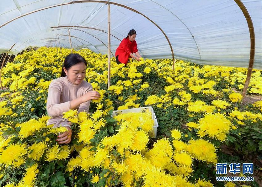 菊花の栽培と加工で農家の貧困脱却を目指す　河北省邯鄲市
