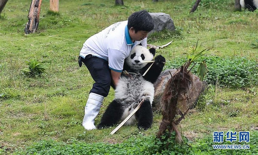 国家林業・草原局、パンダ飼育に関する最新データを発表