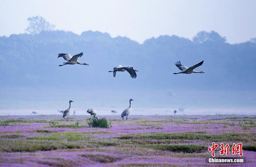中国最大の淡水湖で渡り鳥の飛来がピークに　江西省