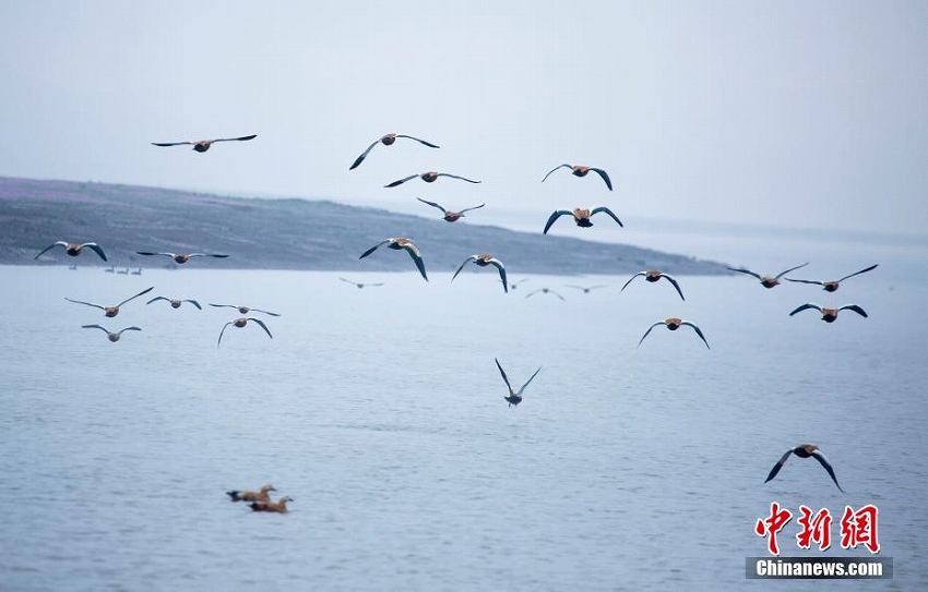 中国最大の淡水湖で渡り鳥の飛来がピークに　江西省