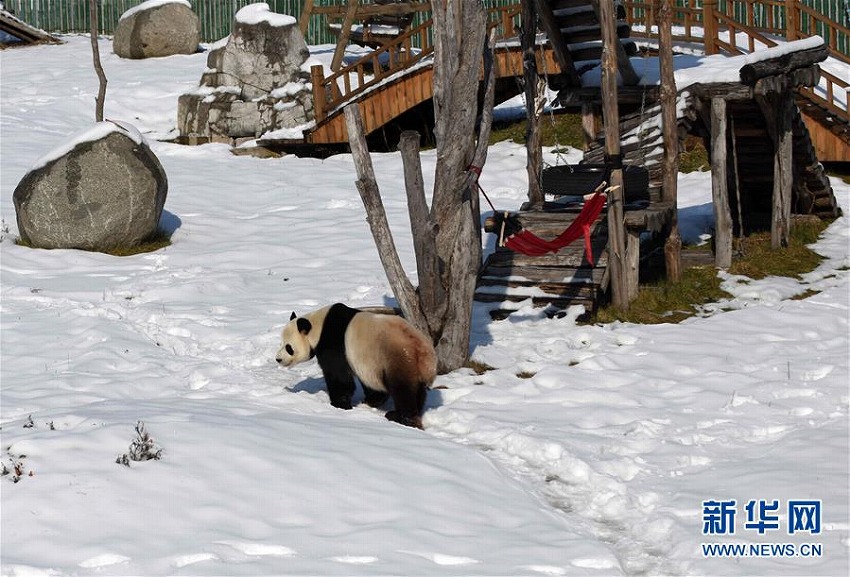 パンダも喜ぶ雪の季節到来の黒竜江省
