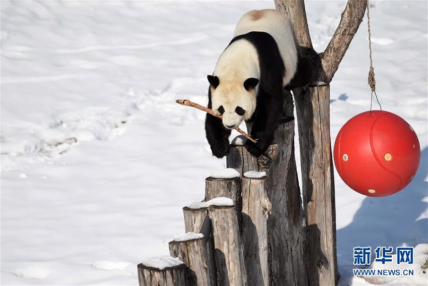 パンダも喜ぶ雪の季節到来の黒竜江省