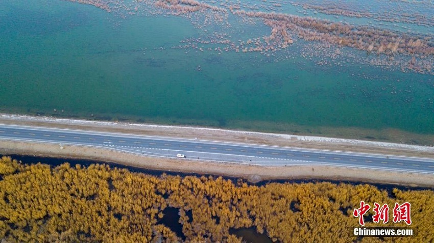 黄金色のヨシが一面に広がる新疆のボステン湖