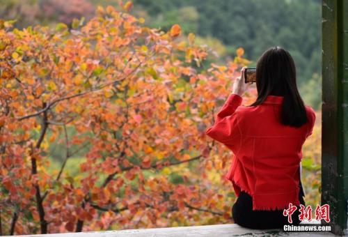 京市の紅葉の名所・香山、文化クリエイティブグッズも人気

