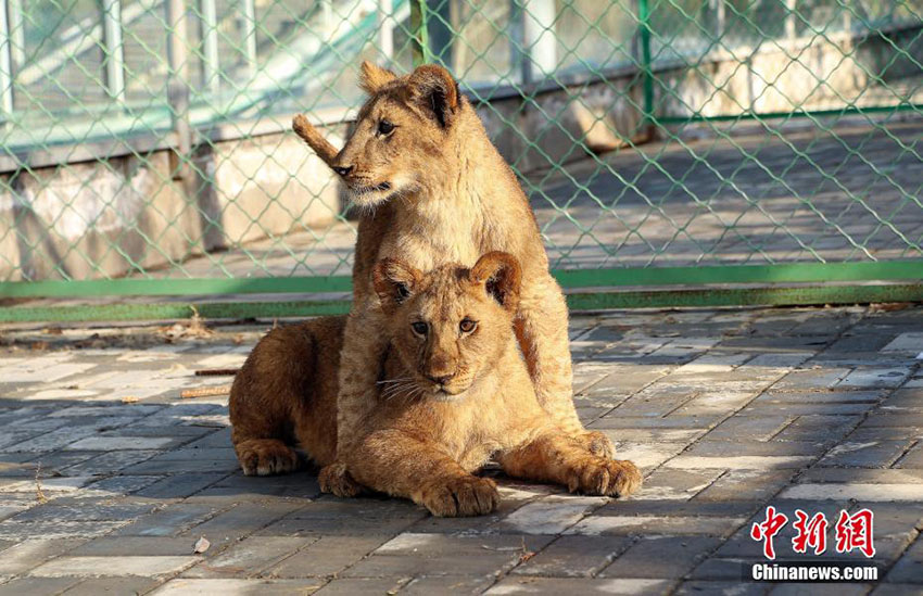 チベット高原でライオン赤ちゃん3頭の繁殖・飼育に成功