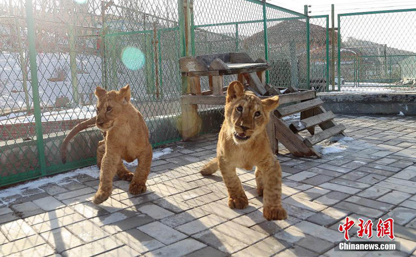 チベット高原でライオン赤ちゃん3頭の繁殖・飼育に成功
