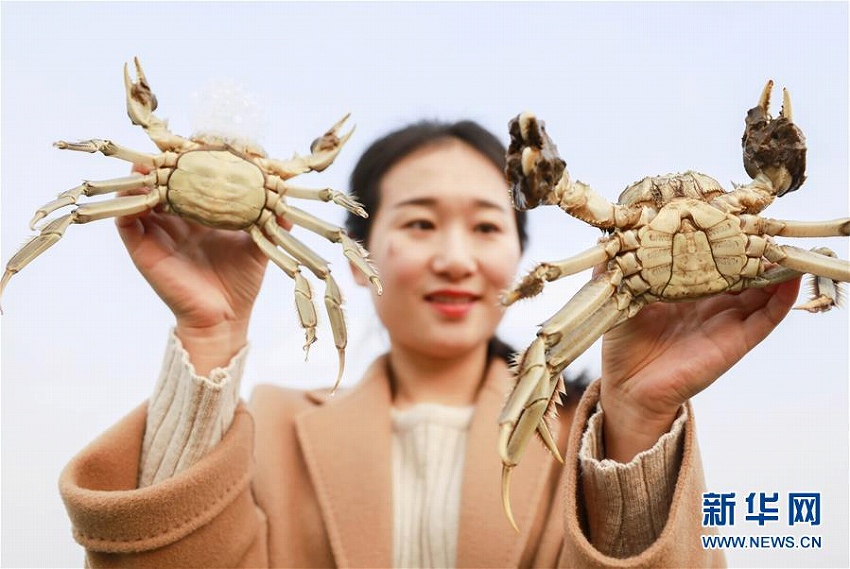 江蘇省洪沢湖で上海ガニの収穫シーズン