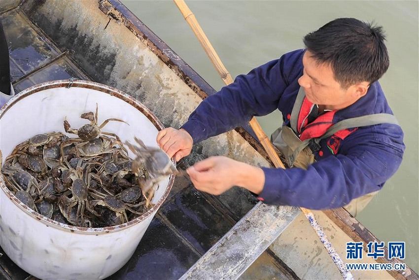 江蘇省洪沢湖で上海ガニの収穫シーズン